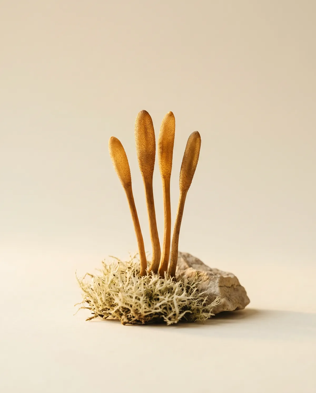 Himalayan cordyceps